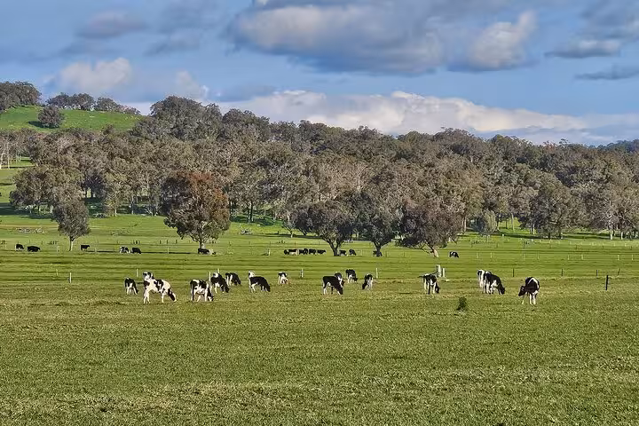Lush green landscape with grazing cows near Busselton Jetty, enhancing the natural beauty of the tour experience.