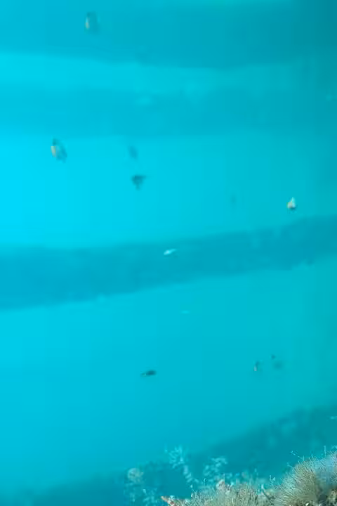 Tiny fish swimming in the clear blue waters around Busselton Jetty, showcasing the rich marine biodiversity.