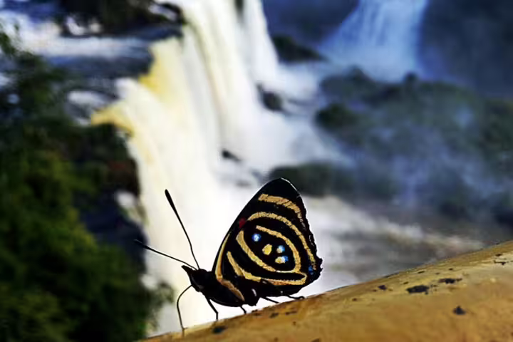 Close-up of a colorful butterfly with Iguazu Falls in the background, showcasing wildlife on a Foz do Iguaçu tour.
