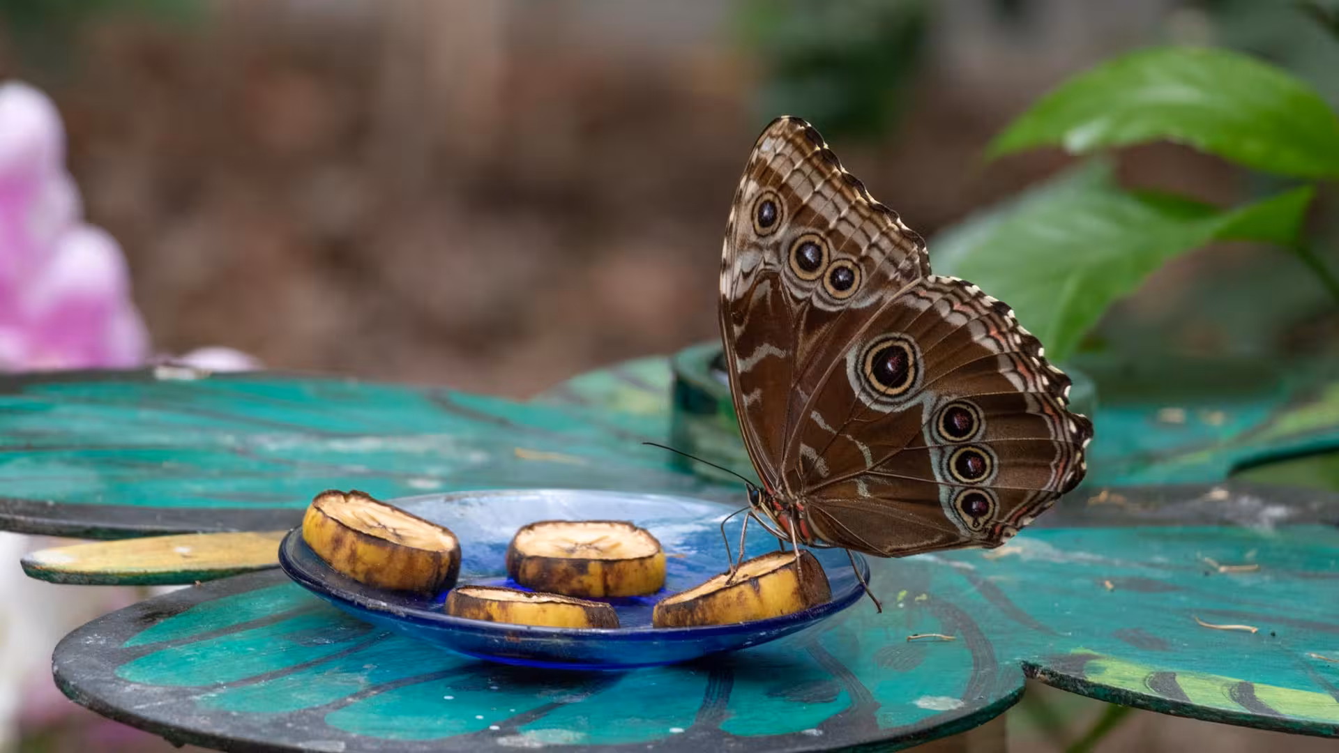 Close-up of a butterfly with intricate wing patterns feeding on banana slices in Alghero's Butterfly House.