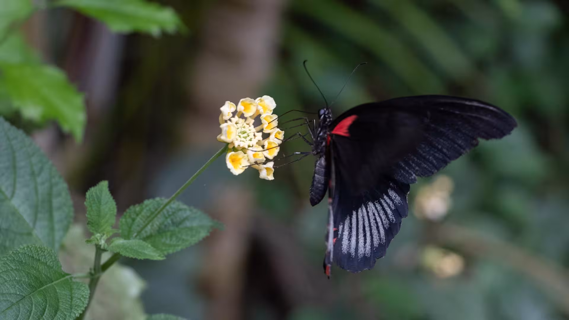Close-up of a vibrant butterfly perched on a yellow flower at Alghero Butterfly House in Sardinia.