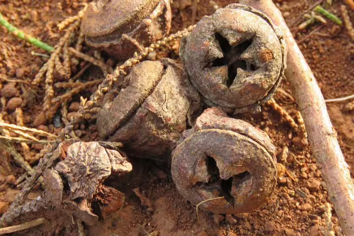 Close-up of rustic seed pods on the ground, showcasing the natural beauty encountered on the Cabo Girão Skywalk and 4x4 Adventure.