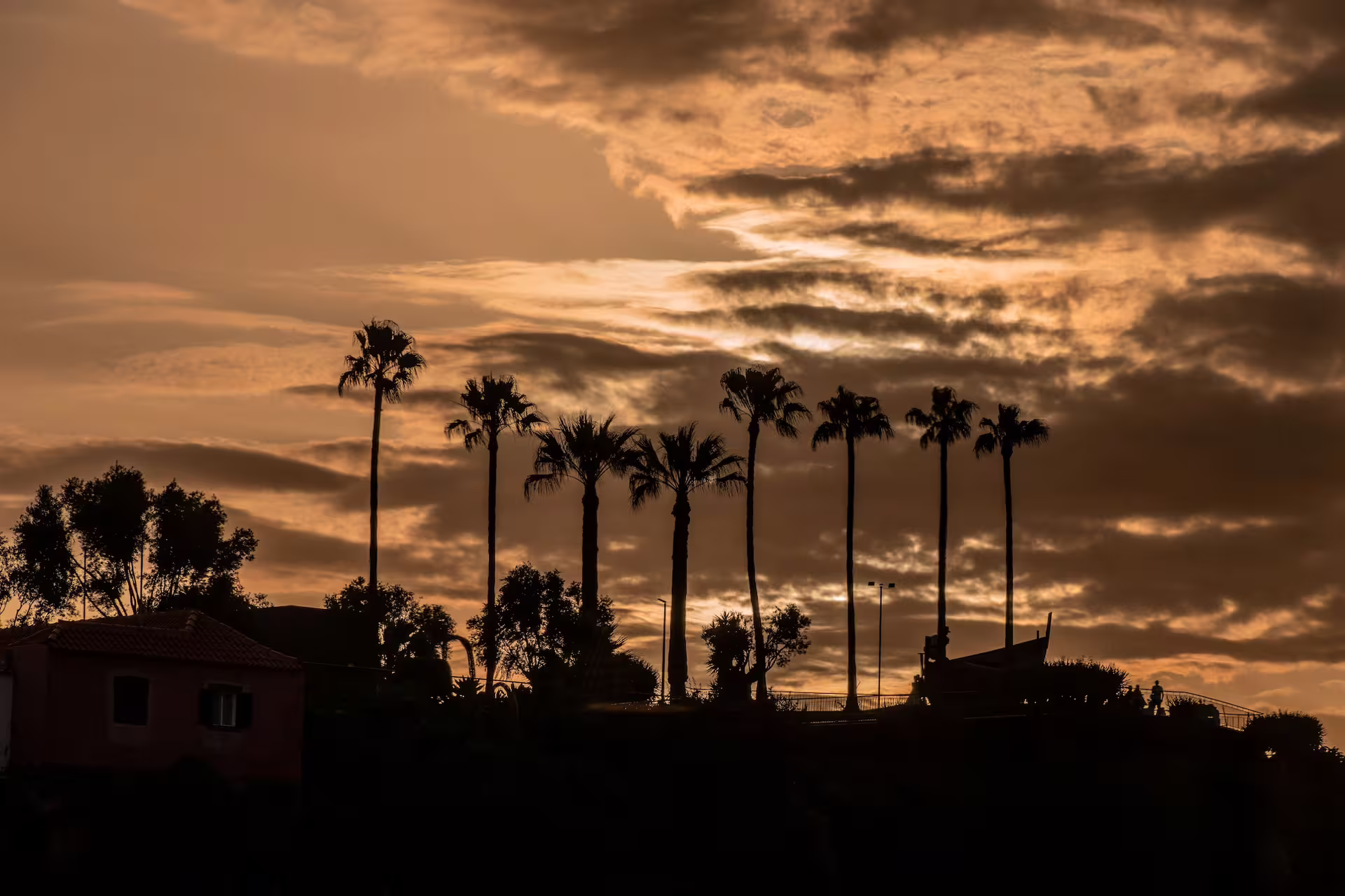 Silhouetted palm trees at sunset in Cabo Girão, Madeira, highlighting the scenic beauty of the full-day tour experience.