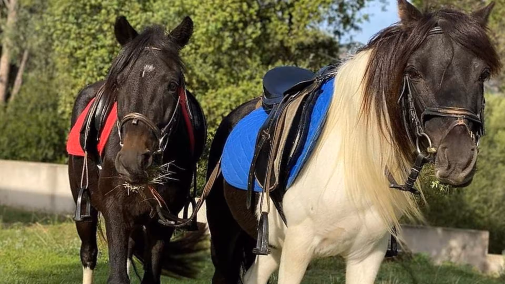 Two horses with colorful saddles grazing in a picturesque Cagliari landscape.