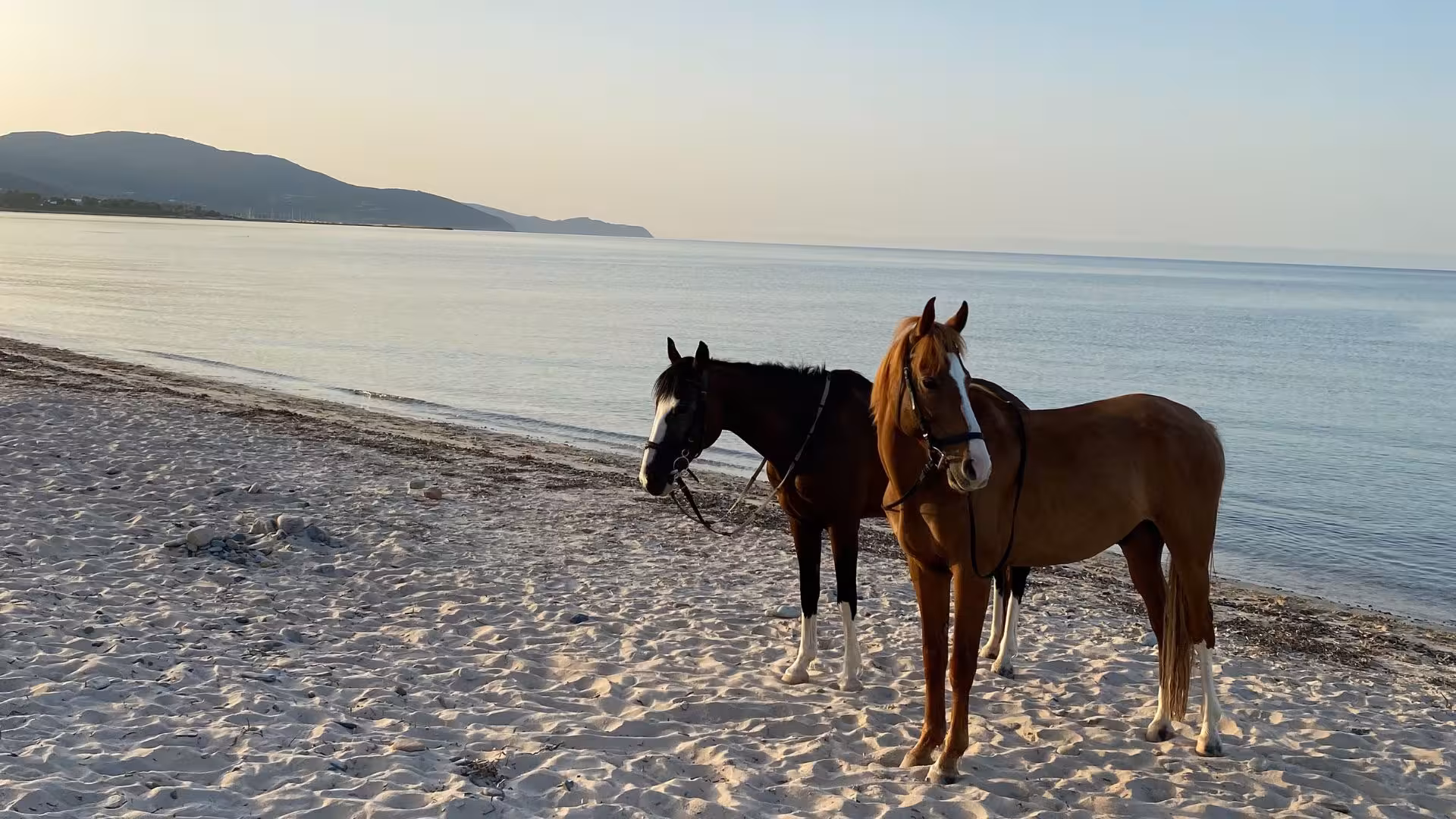 Two horses standing on a serene Cagliari beach at sunrise, ideal for horseback riding and diving into crystal-clear waters.
