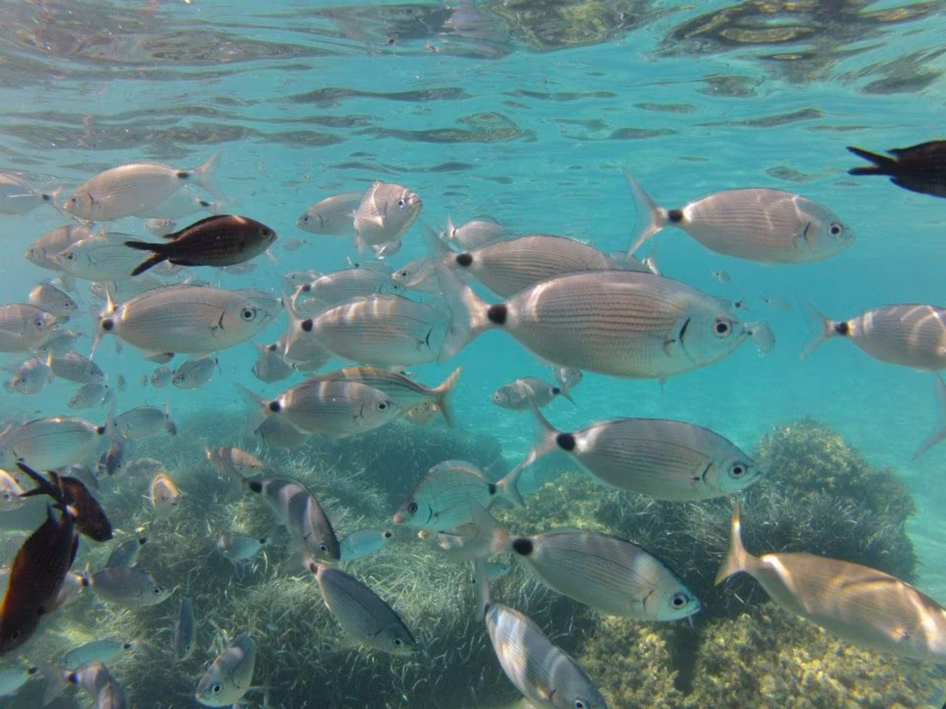 School of vibrant fish swimming in the clear waters of Chia, a highlight of the jeep tour from Cagliari.