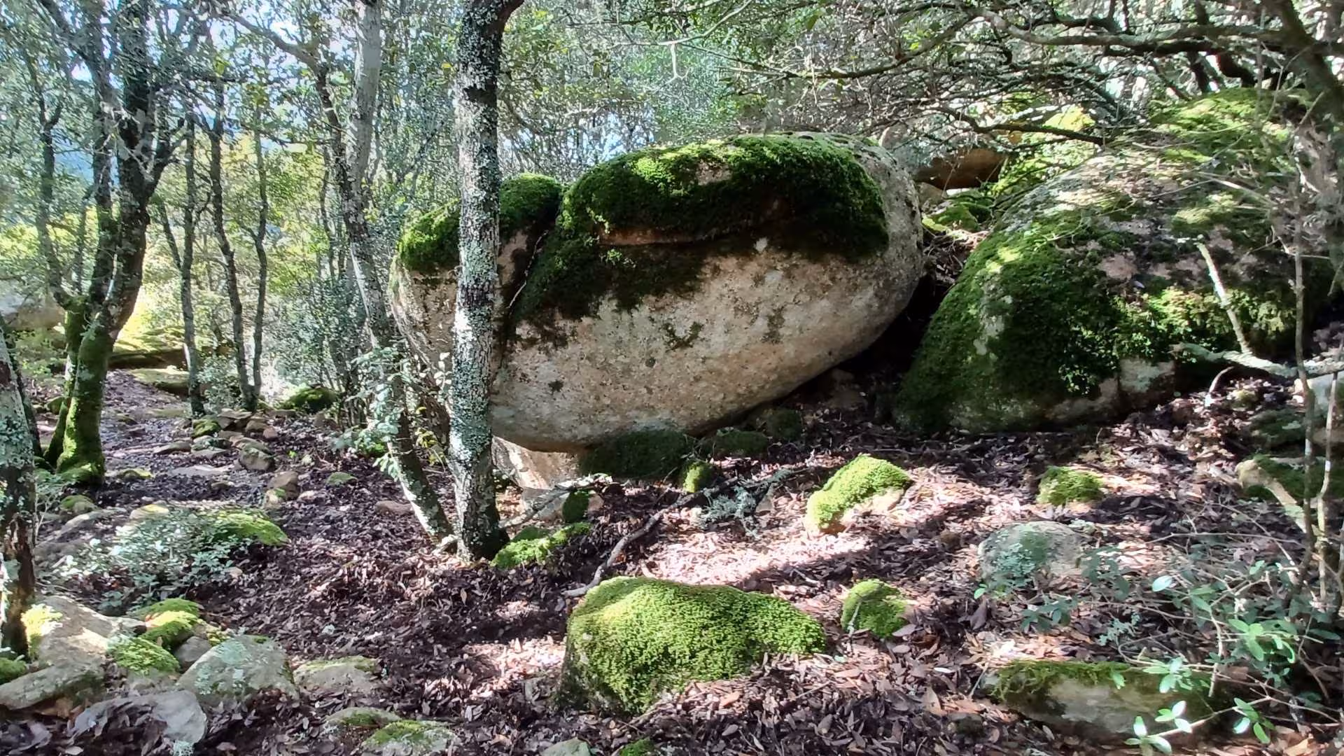 Lush forest path with moss-covered rocks in Sette Fratelli Park, perfect for a Cagliari trekking adventure.