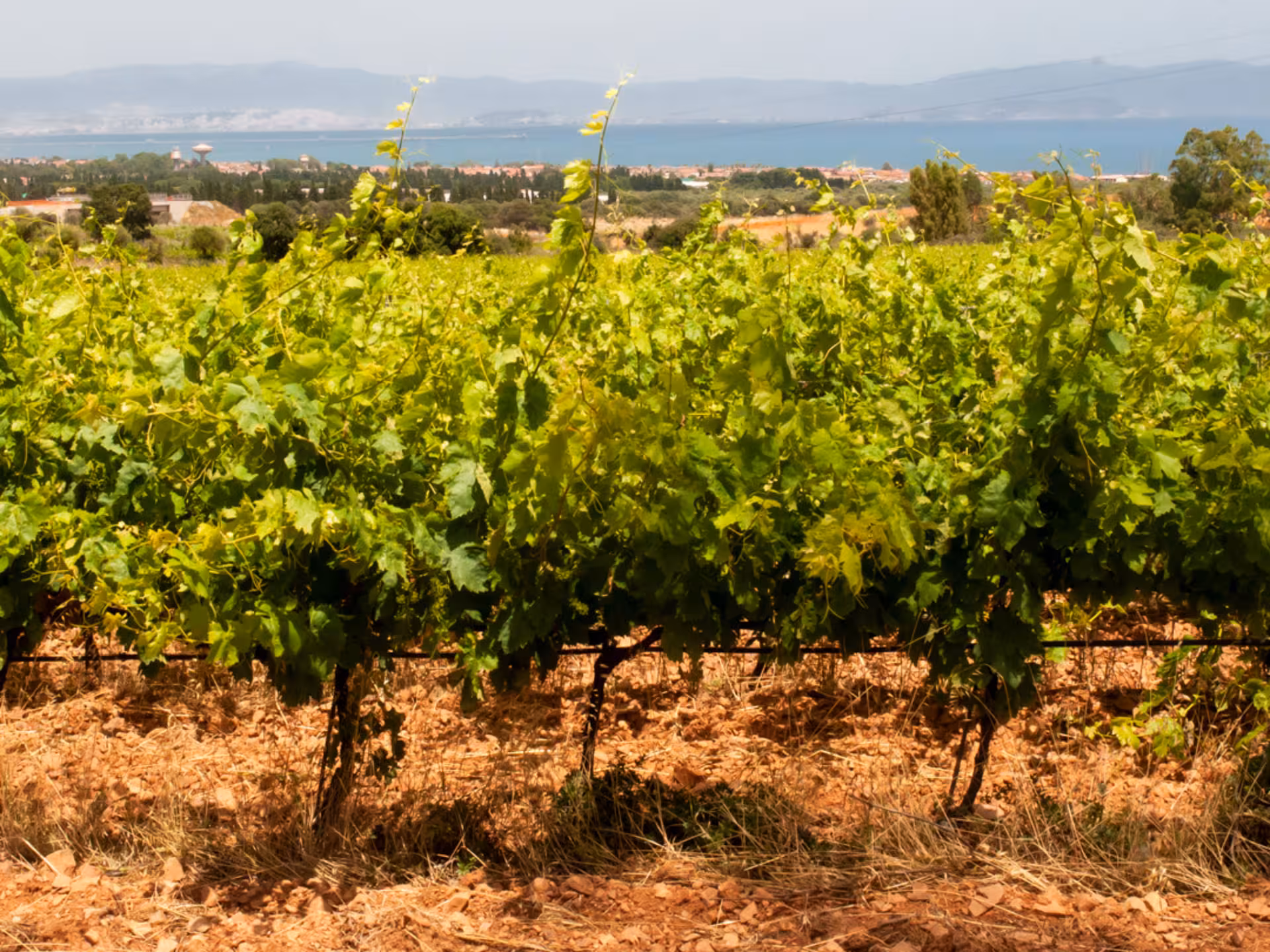 Lush green vineyards with panoramic views of Cagliari countryside and distant hills.