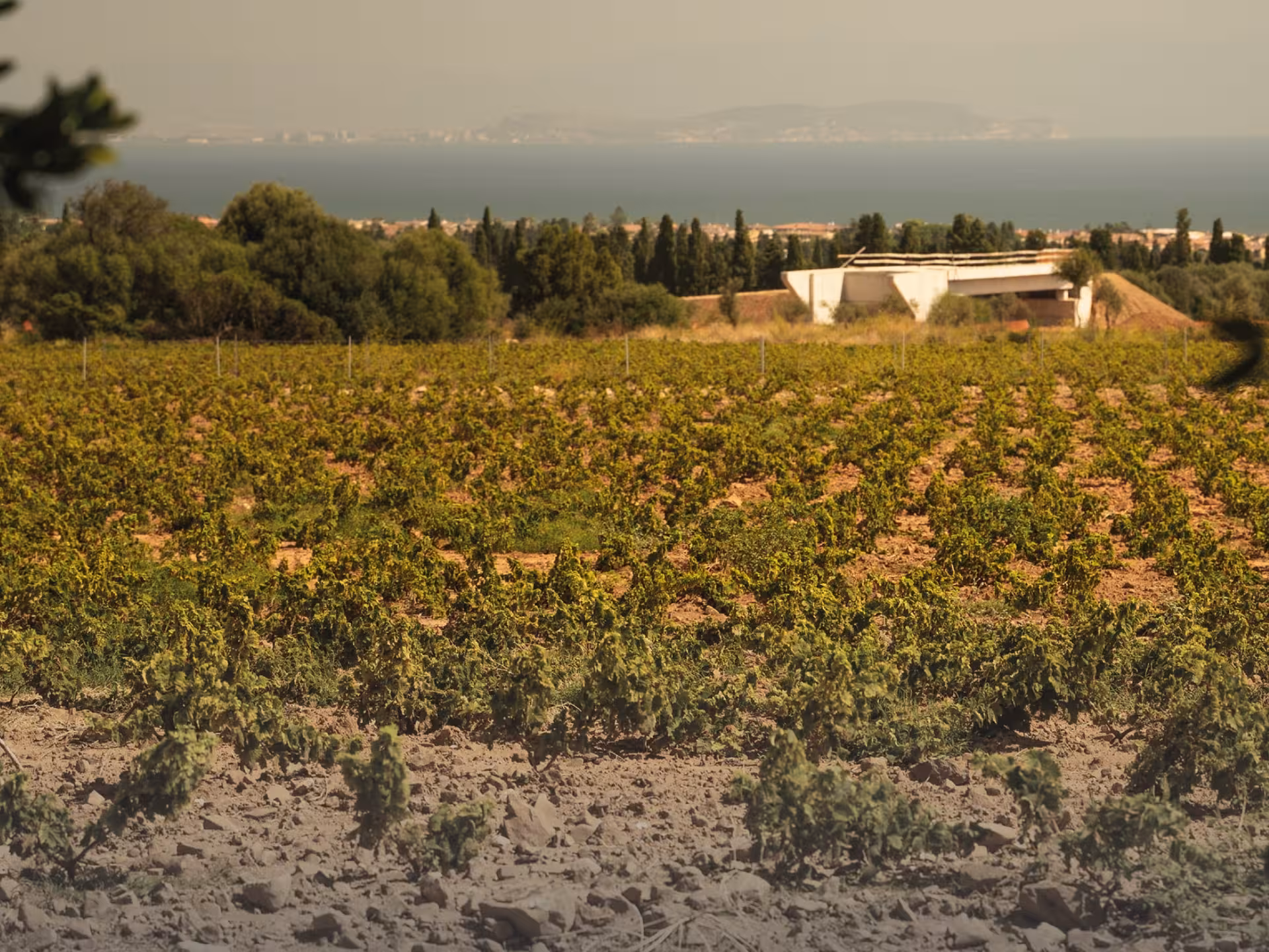 Scenic view of lush vineyards overlooking the sea in Cagliari countryside, perfect for a wine tasting tour.