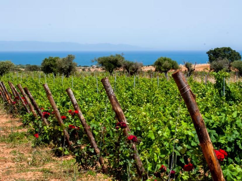 Vibrant vineyard with blooming roses and sea view in Cagliari, ideal for a countryside winery visit.