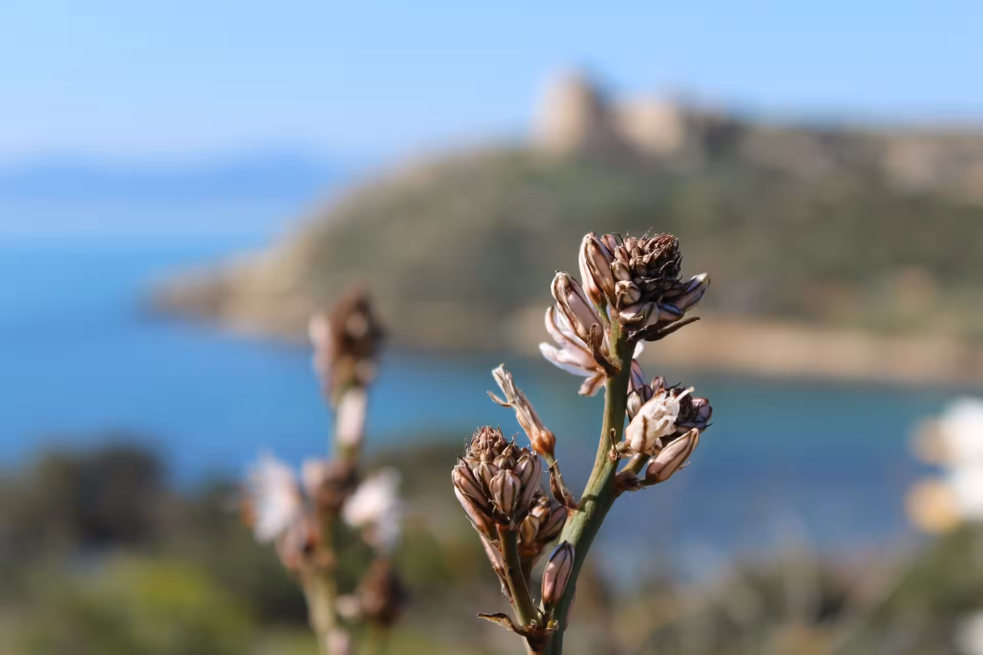 Close-up of wildflowers with the Sella del Diavolo in the background, capturing the natural beauty of Cagliari's coastline.