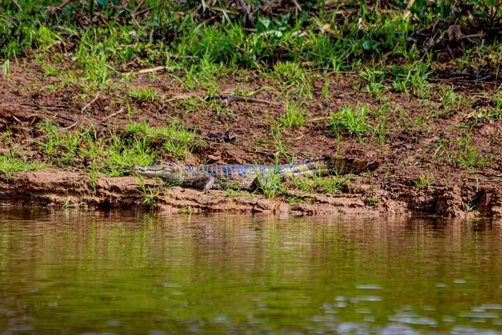 Caiman basking on riverbank in Amazon jungle near Mamori Lodge during wildlife tour.