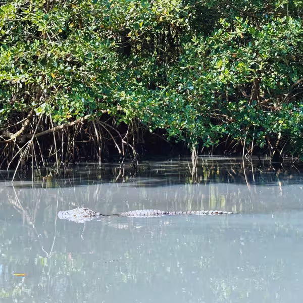 Caiman swimming in the tranquil waters of Rio's Pantanal, surrounded by dense mangrove forest on Gigóia Island tour.
