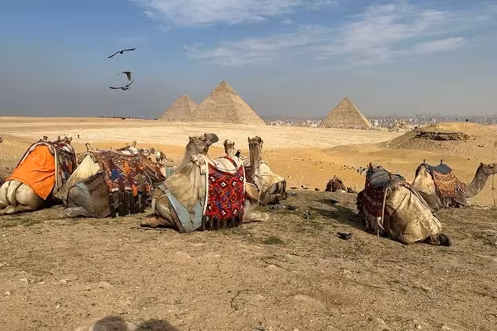 Resting camels with Giza Pyramids in the background, classic Cairo airport layover tour desert viewpoint