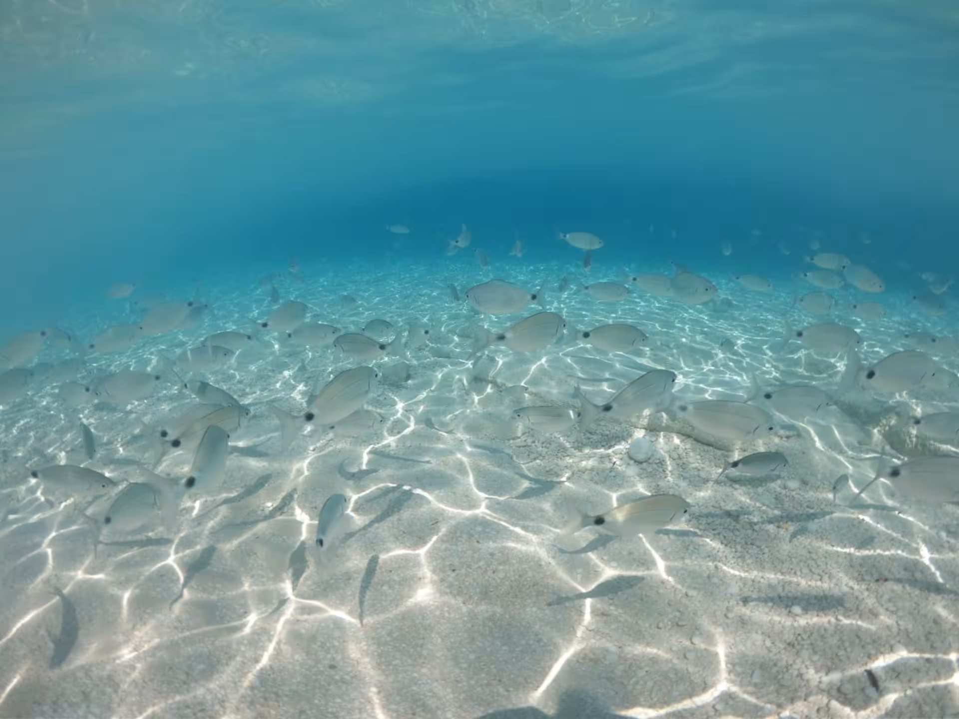 Underwater scene with a school of fish swimming in the clear waters of the Gulf of Orosei near Cala Gonone.