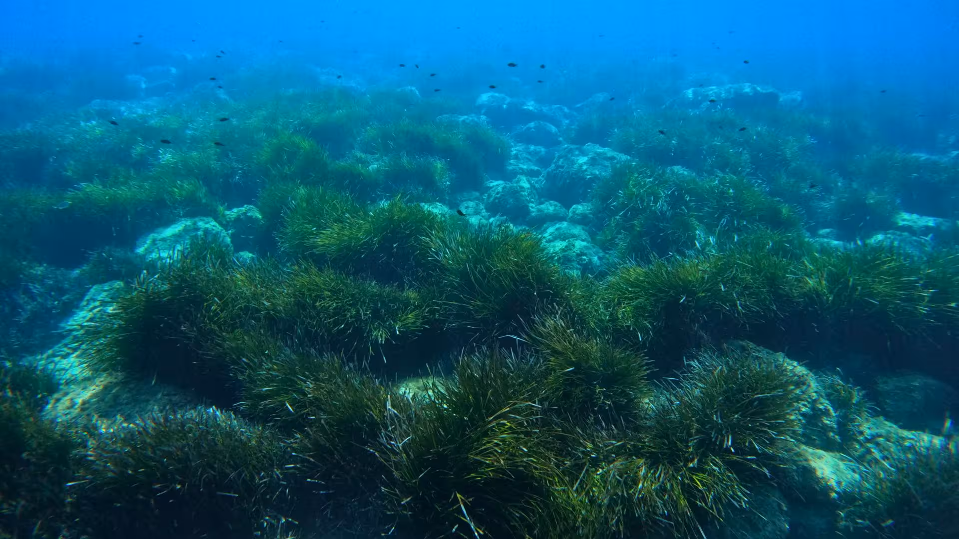 Vibrant underwater seagrass landscape in Cala Gonone, perfect for snorkeling in the Orosei Gulf's clear waters.