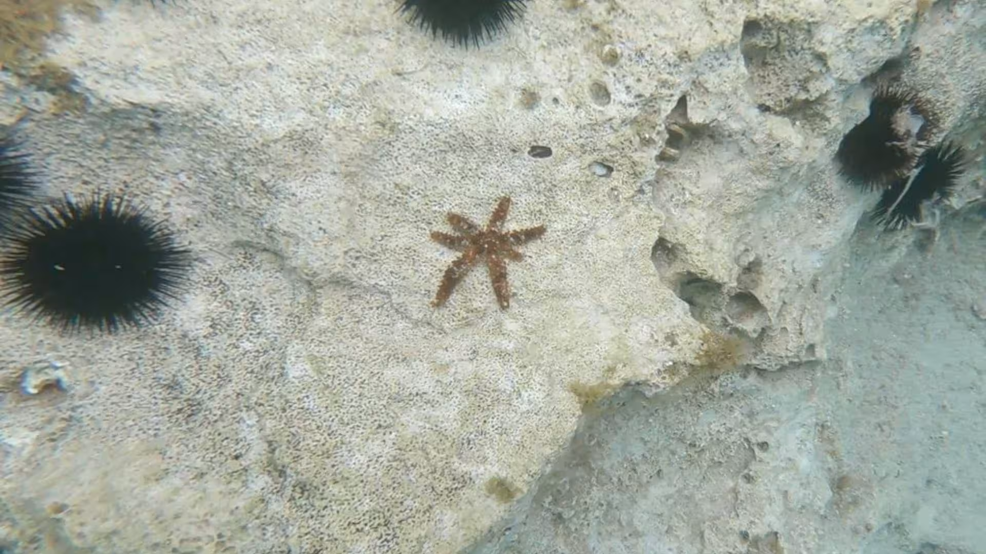 Starfish and sea urchins on rocky seabed in Cala Gonone, Orosei Gulf, perfect for snorkeling exploration.