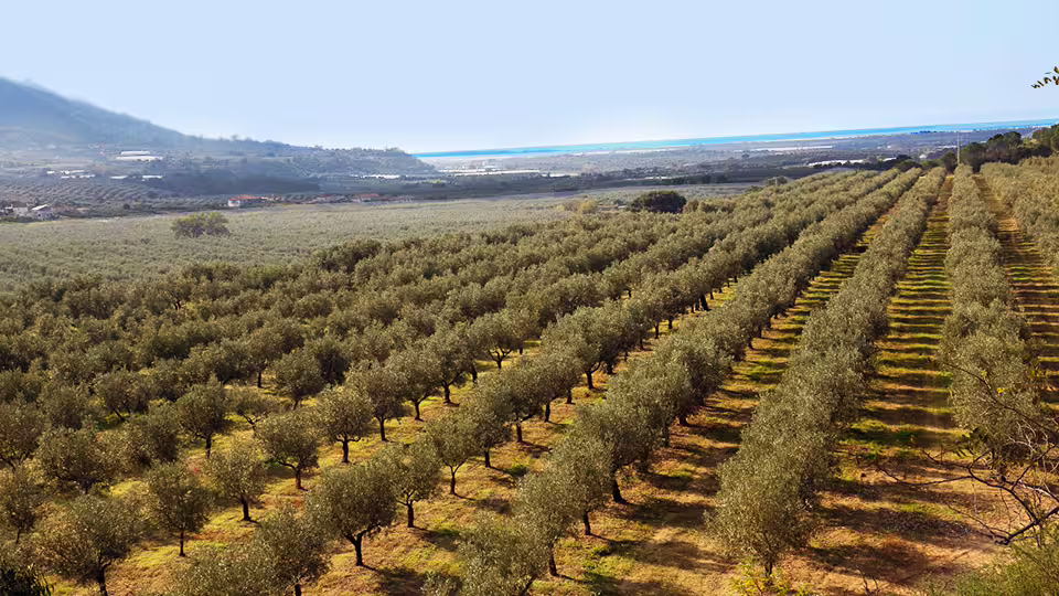 Scenic olive groves stretching to the Ionian coast in Calabria Jonica, showcasing rural landscapes on the Stilo and Gerace tour