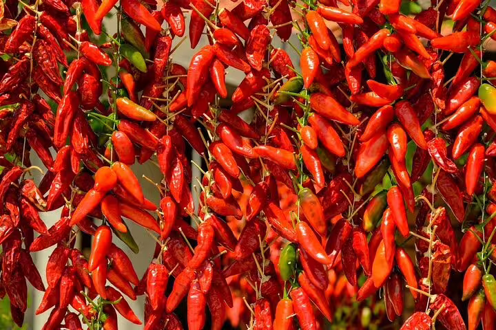 Bright strings of red and green Calabrian chili peppers hanging to dry, showcasing local Tyrrhenian Cosentino food culture on the walking tour