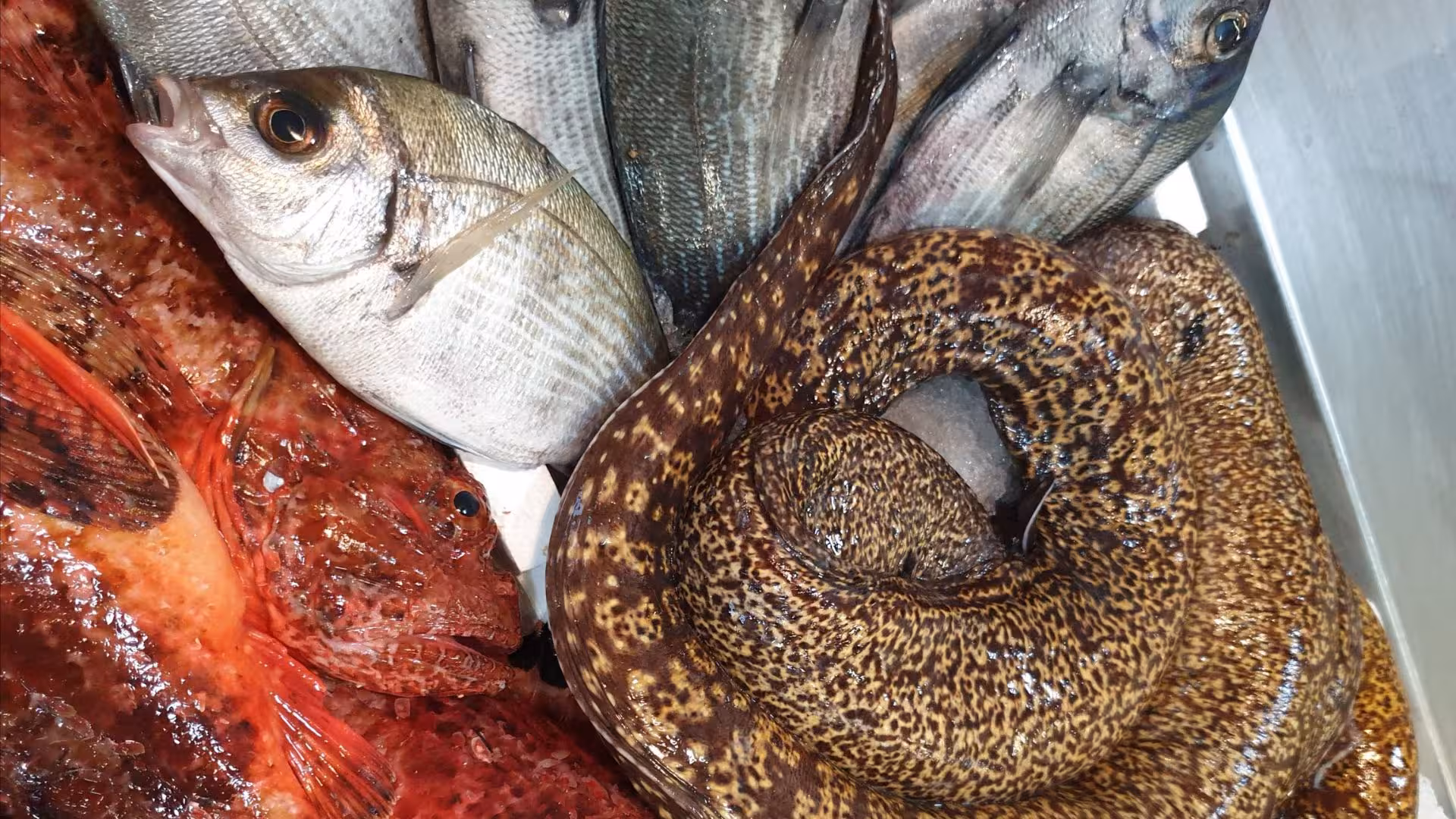 Freshly caught fish and moray eel display on Calasetta fishing tour to San Pietro Island.