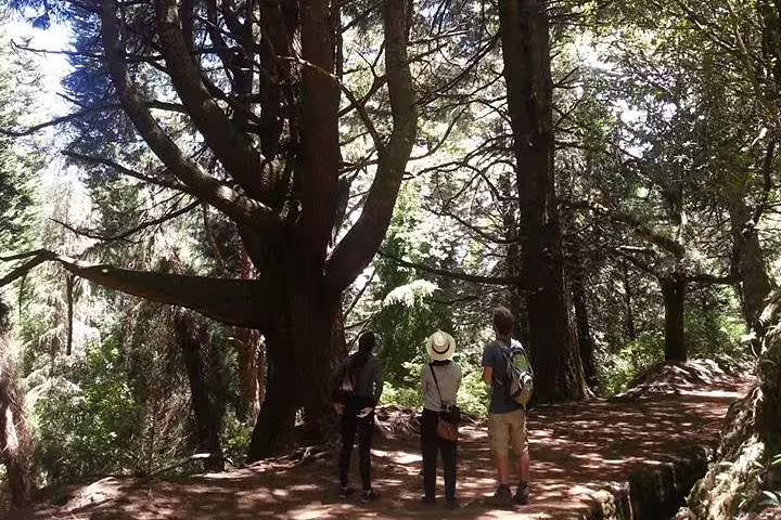 Three hikers exploring a shaded forest trail with towering trees on the Burned Green Cauldron tour.