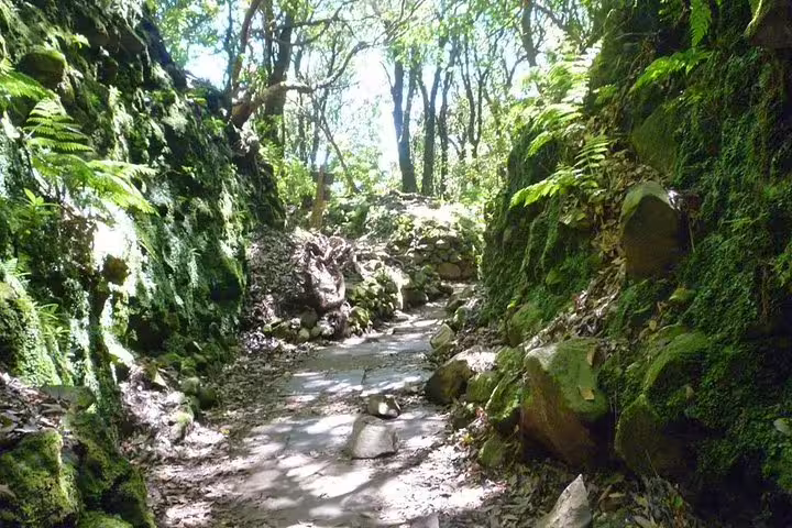 Sunlit path through a moss-covered, rocky forest trail at the Burned Green Cauldron adventure tour.