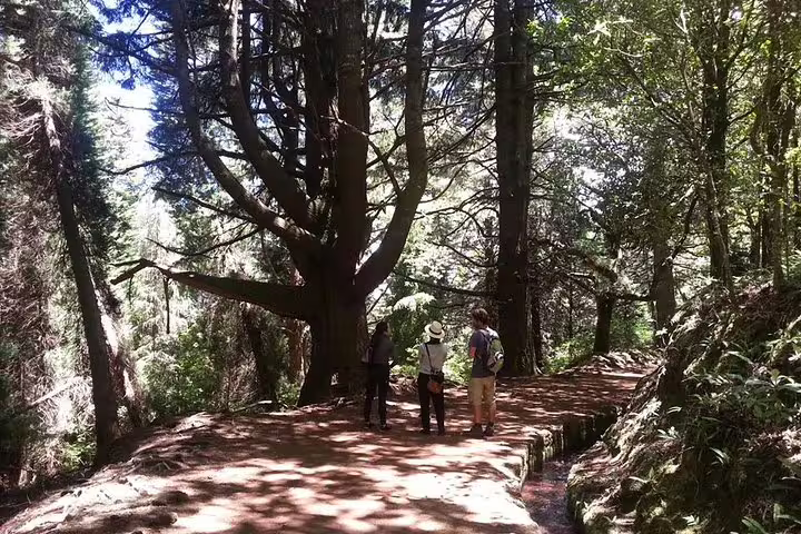 Visitors explore a serene forest path surrounded by towering trees on the Burned/Green Cauldron tour, perfect for hiking.