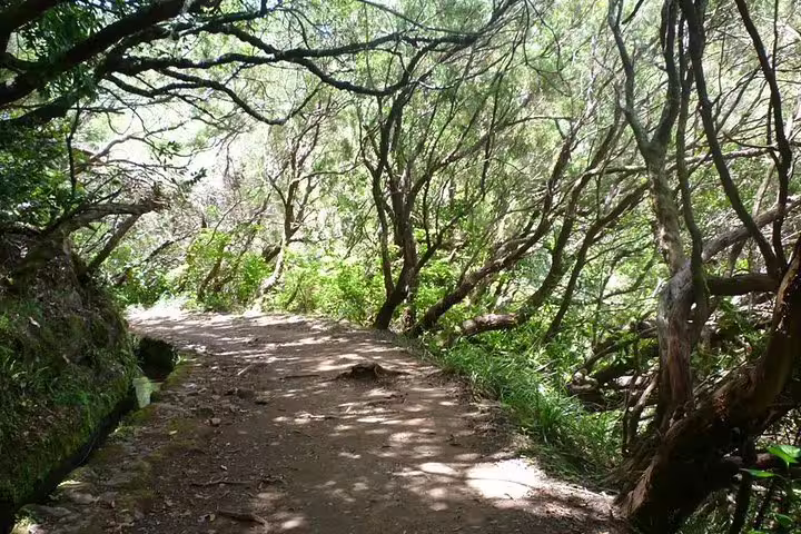 Scenic forest trail leading to Burned Green Cauldron, surrounded by lush greenery and sunlight filtering through trees.