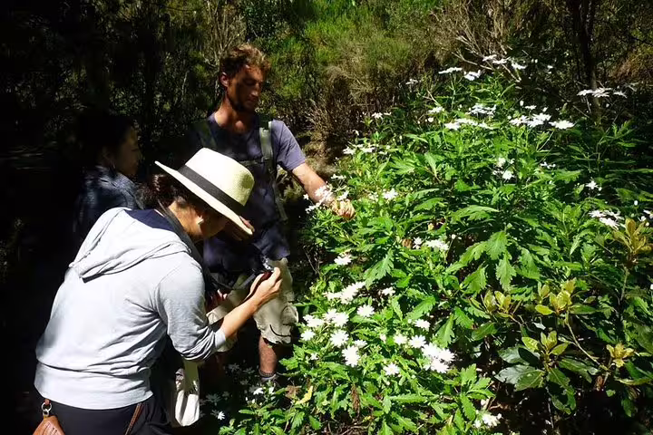 Tourists explore lush flora on a guided Burned Green Cauldron tour, surrounded by vibrant greenery and blooming flowers.