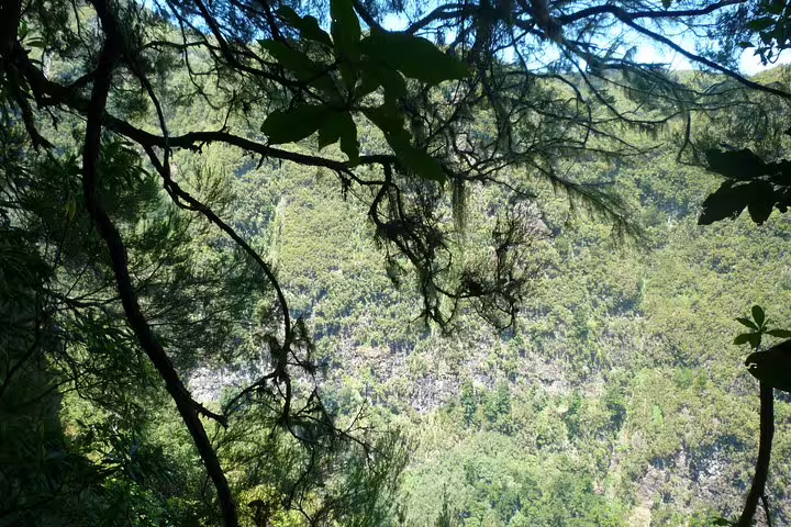 Lush green foliage frames a distant view of a verdant valley, perfect for eco-friendly tours in Burned Green Cauldron.