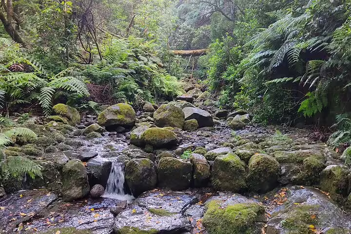 Serene forest stream with moss-covered rocks on the Caldeirão Verde Levada trail, ideal for nature enthusiasts.