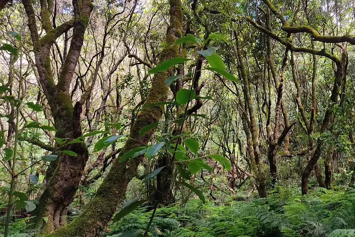 Dense, moss-covered forest with twisting trees, showcasing the enchanting landscapes of the Caldeirão Verde Levada hike.