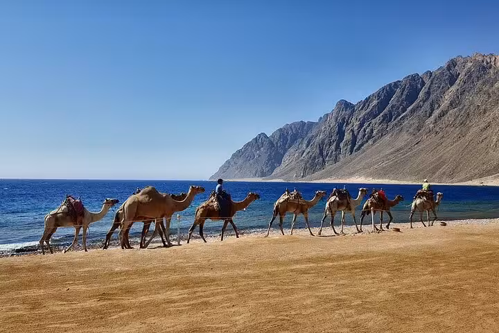Camel caravan on Dahab beach by the Red Sea, part of Jeep Adventure to Canyon Salama and Dahab from Sharm