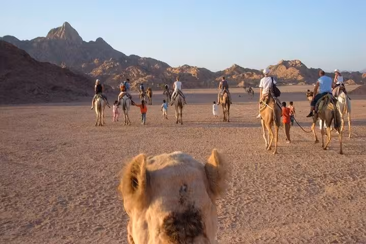 Camel caravan in Sinai desert near Sharm El Sheikh, shared desert safari and Bedouin experience tour