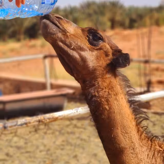 A young camel eagerly drinks water from a bottle, showcasing the charm of desert wildlife on the luxury tour.