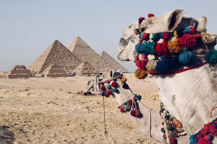 Decorated camel with the Great Pyramids of Giza in Cairo, perfect for a day trip desert photo stop