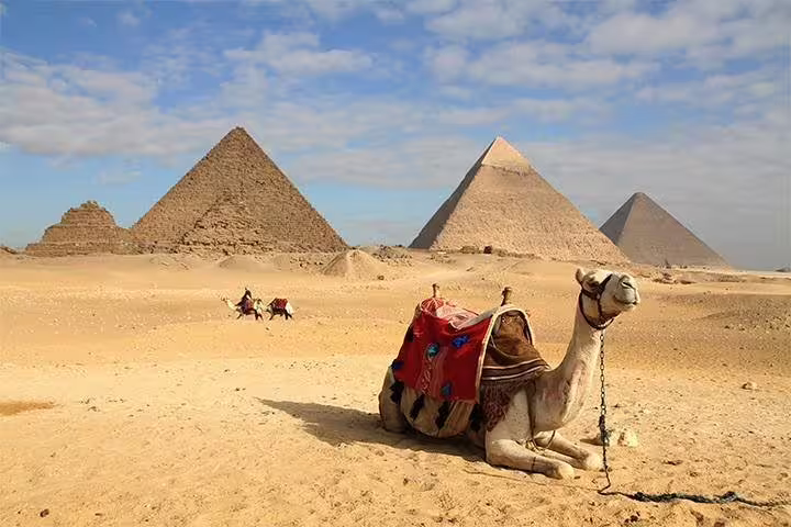 Camel resting near the Giza Pyramids, perfect Cairo photo session add-on tour desert backdrop