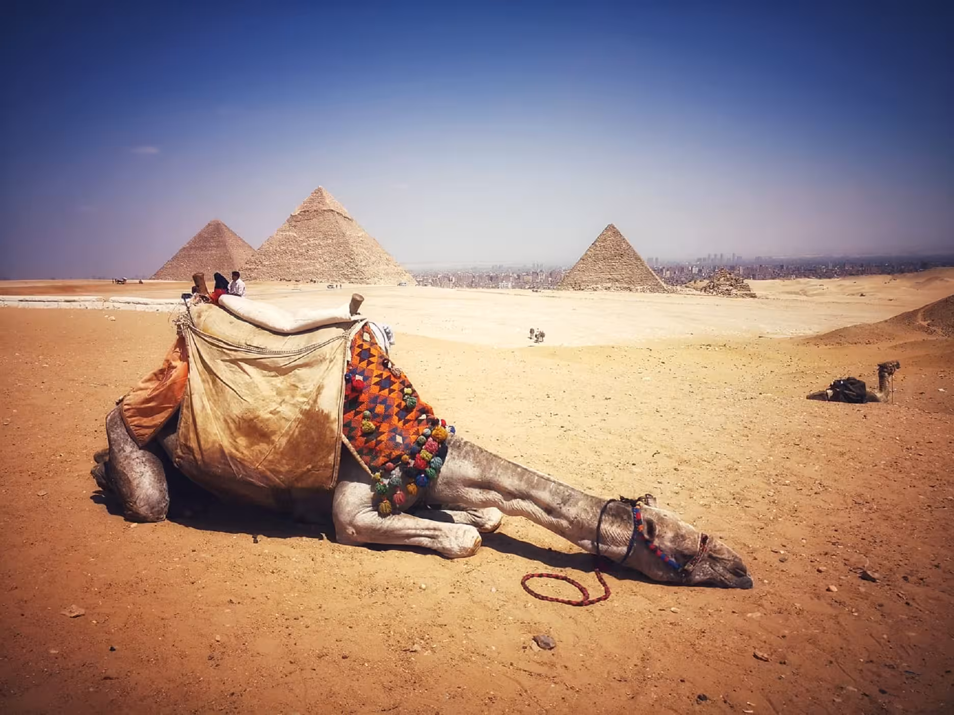 Camel resting in the Giza Desert with the pyramids behind, a classic Egypt sightseeing stop before Nile felucca cruise
