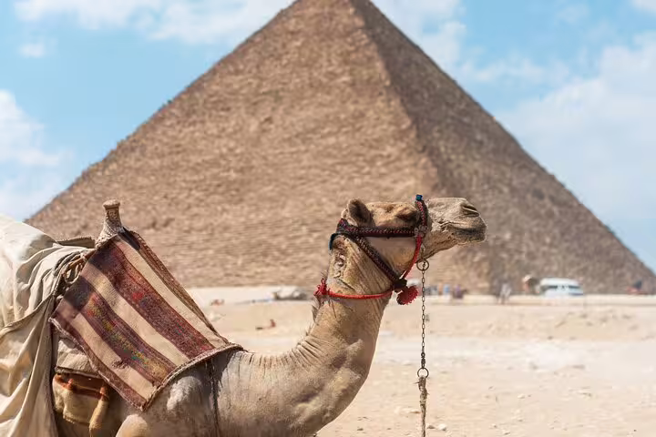 Camel resting in the desert with the Great Pyramid of Giza behind, classic photo stop on a Cairo day tour in Egypt