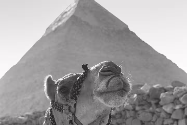 Camel portrait with Great Pyramid of Giza backdrop, highlight of 12 day Egypt tour Cairo Luxor Aswan Hurghada