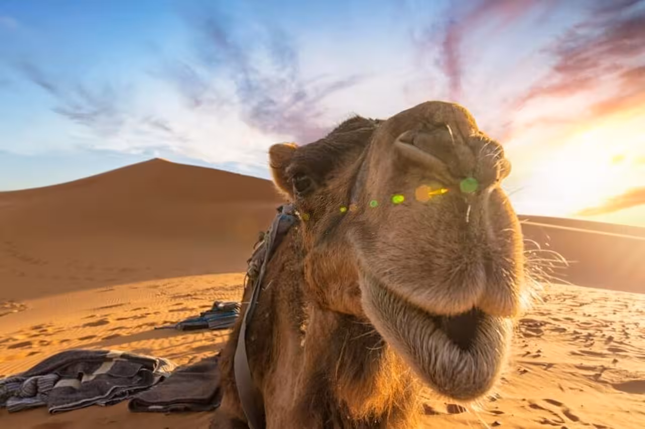 Close-up of a camel in Merzouga's Sahara Desert, highlighting the animal's charm during the Marrakech safari.