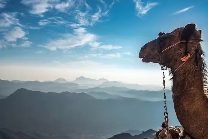 Camel overlooking layered Sinai mountain peaks at sunrise, experience on Mount Sinai climb and St Catherine tour