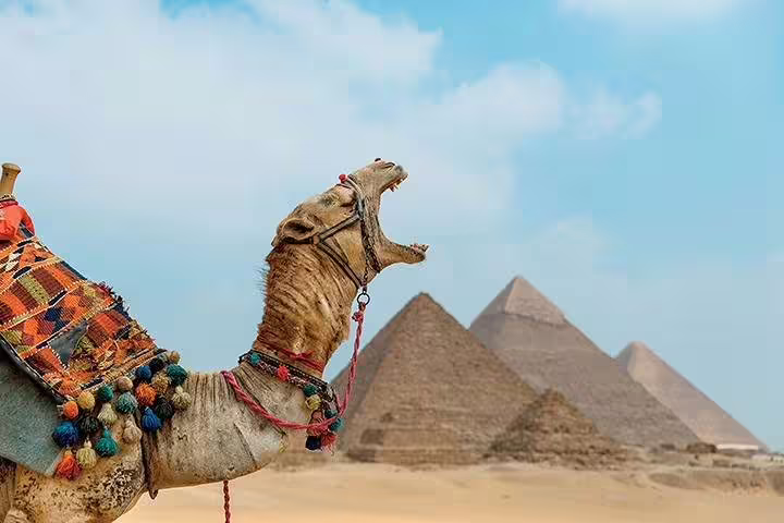 Decorated camel posing with the Pyramids of Giza in background, Cairo photo session add-on tour desert shoot