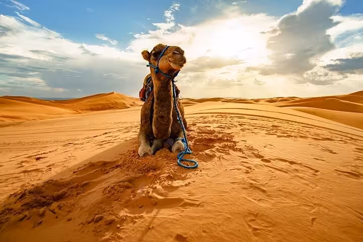 Camel resting on golden dunes at sunset during Marsa Alam desert safari, camel riding and Bedouin dinner tour