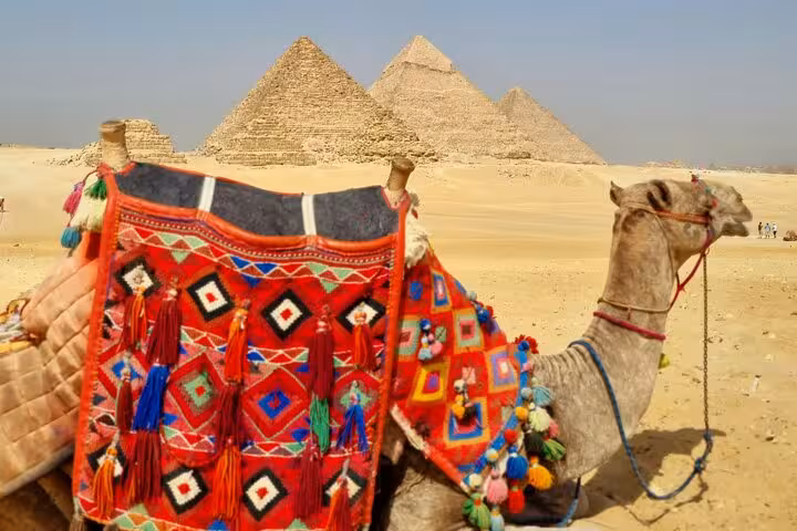 Camel with colorful saddle blanket in front of Giza Pyramids, included camel ride on all-inclusive Giza tour
