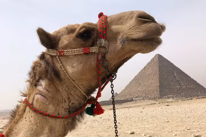 Close-up camel in desert with the Pyramids of Giza behind, part of a private camel ride tour with lunch