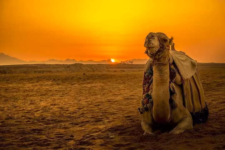 Camel resting at Sinai desert sunset, Sharm El Sheikh super safari camel ride and Bedouin dinner