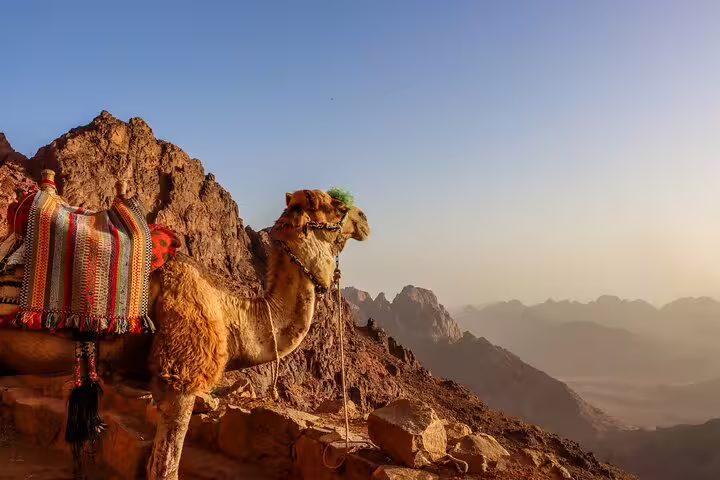 Camel at sunrise on Moses Mountain, part of private overnight hike from Dahab to Sinai and St. Catherine
