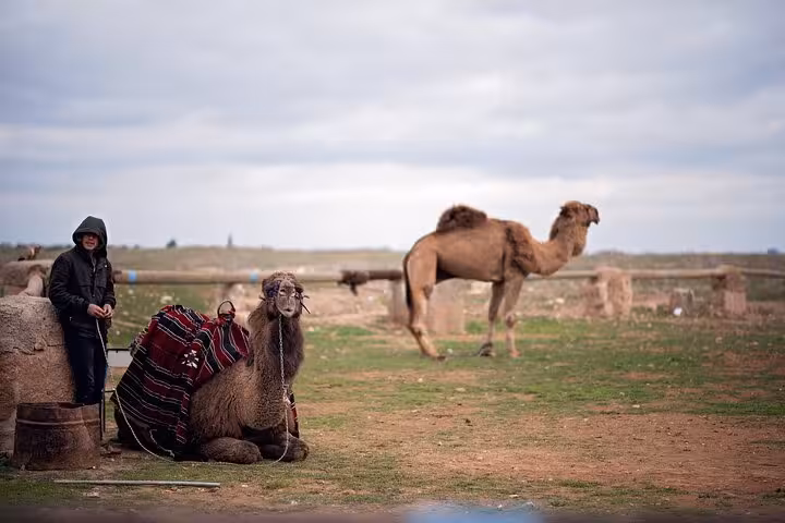 Camels resting near Harran village by Sanliurfa, authentic rural scene on an all-inclusive private guided 2-day tour