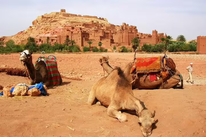 Camels resting near Kasbah Ait Benhaddou on a 1-day private tour from Marrakech via the Atlas Mountains